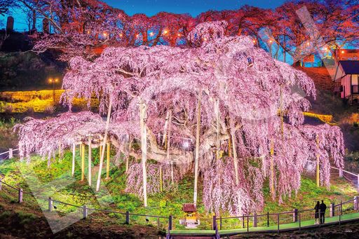 エポック社 1000ピース ジグソーパズル 日本風景 三春の滝桜-福島 (50×75CM) 09-058S のり付き ヘラ付き 点数券付き EPOCH
